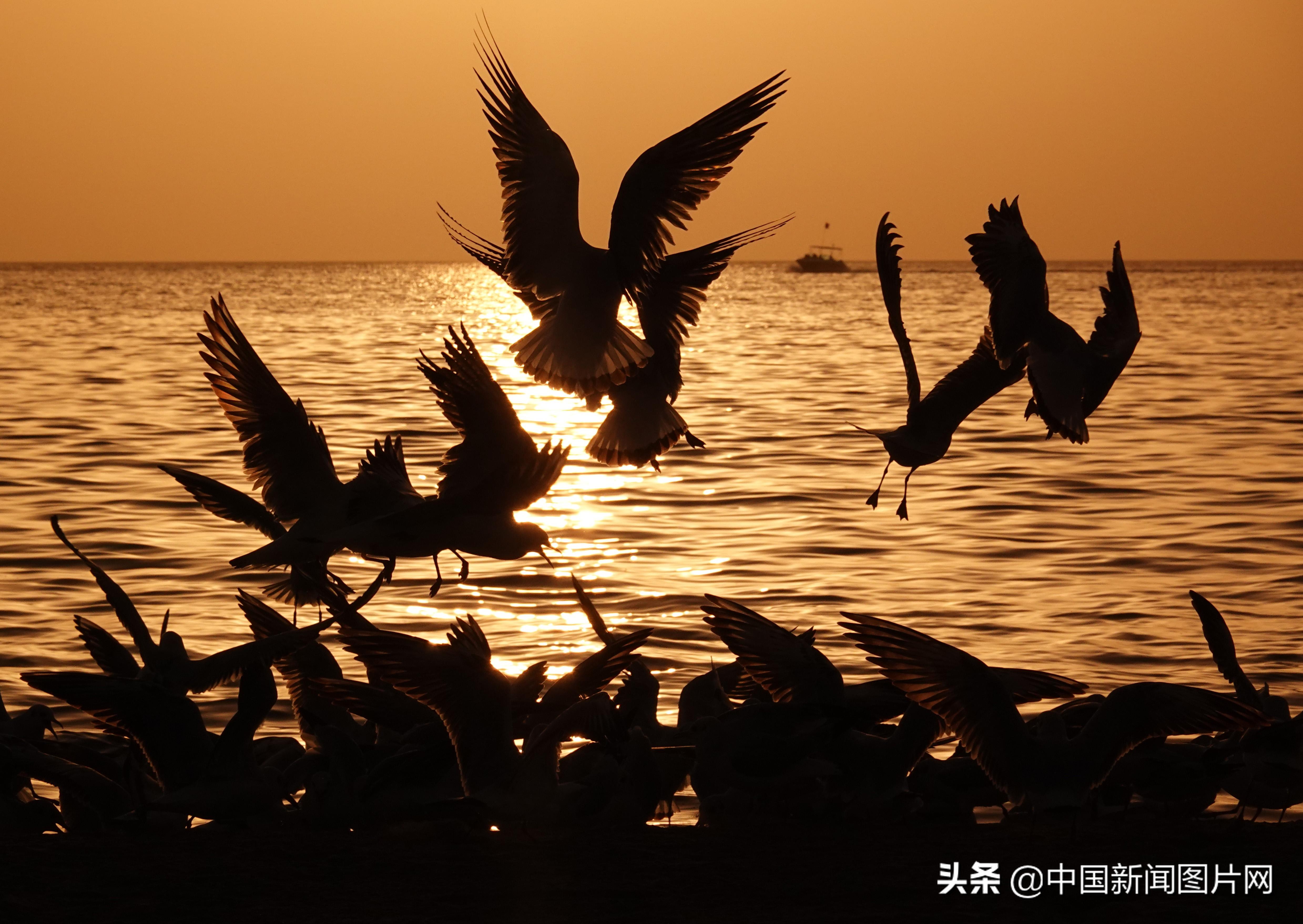 2019年10月30日,新疆和硕县金沙滩景区,候鸟在夕阳下嬉戏.