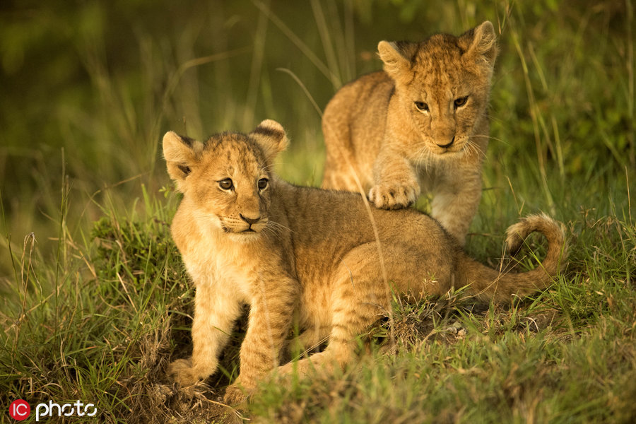 非洲小狮子打架秀轻功,仿佛大侠上身"吃俺好汉一拳" zt