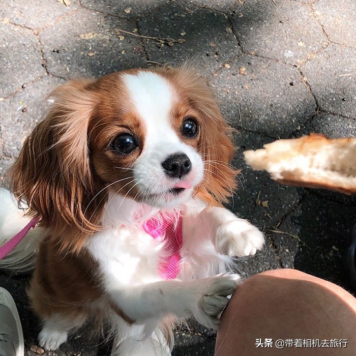这只查理士王小猎犬的体重只有正常狗狗的一半,却因此萌翻众人 zt