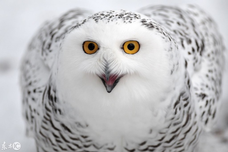 雪鸮,通体雪白,鸟中的颜值担当,表情萌爆了! zt