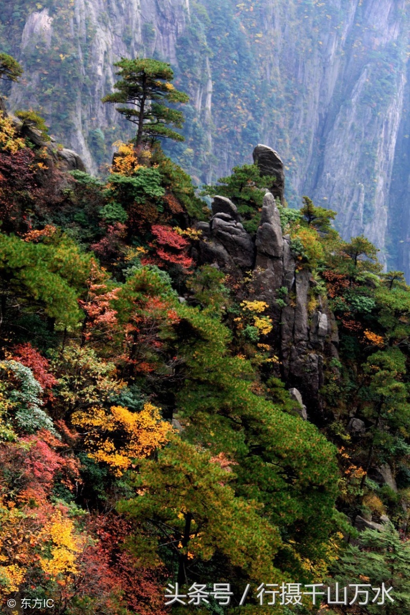 安徽黄山层林尽染,秋景迷人 zt