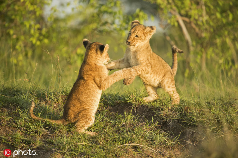 非洲小狮子打架秀轻功,仿佛大侠上身"吃俺好汉一拳" zt