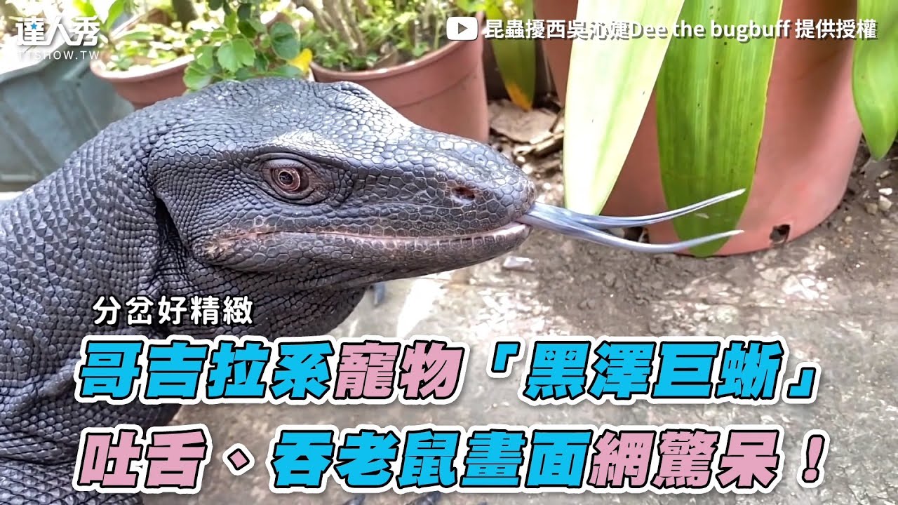 哥吉拉系宠物黑泽巨蜥吐舌吞老鼠画面网惊呆昆虫扰西吴沁婕deethebug