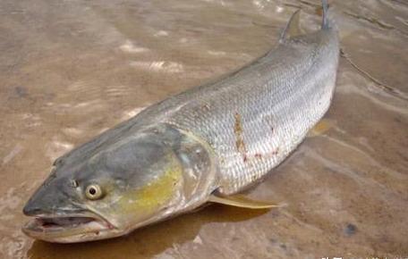 丹江口水库中"水老虎"被捉,博物馆速购后制成标本,到底是个啥