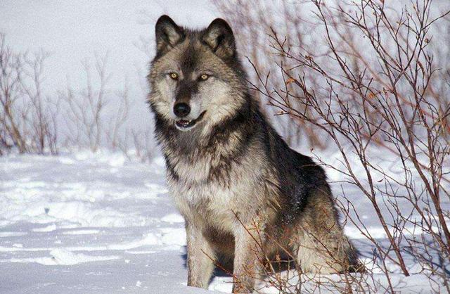 世界上最大的狼,体重如同人类,站立时比人还高,人类能打过它吗