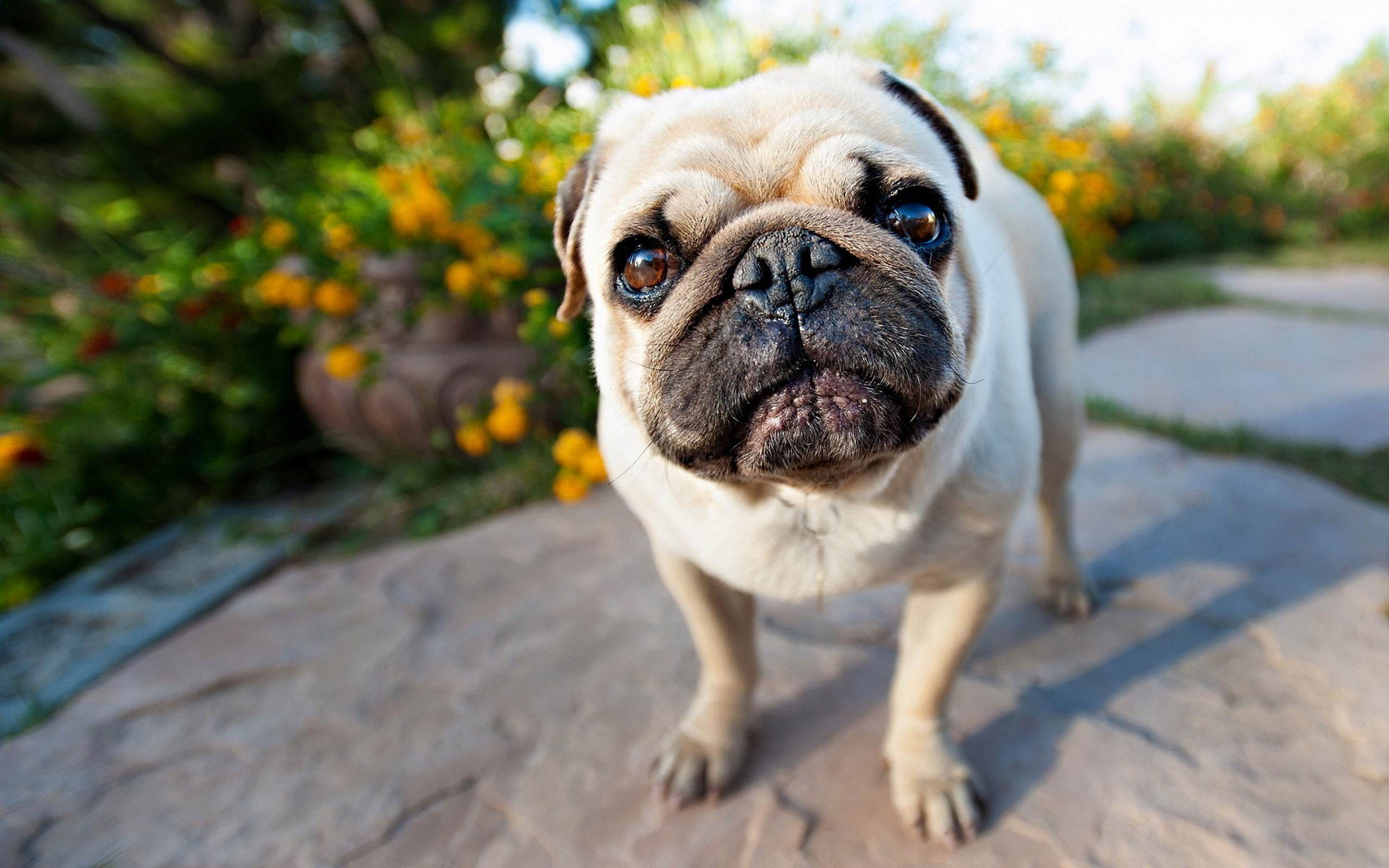 巴哥犬的叫声图片