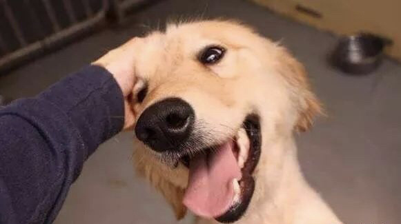 人们在摸狗头的时候,对狗来说意味着什么? zt