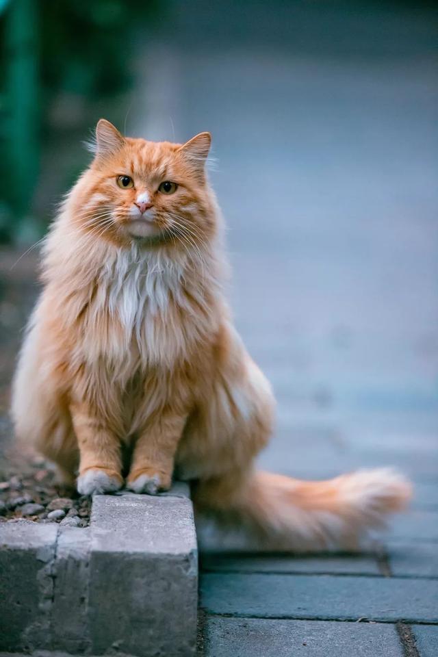20只北京田园长毛大猫,每只都是神仙颜值! zt