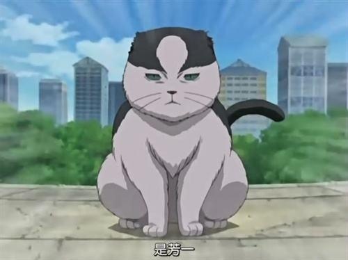 猫王芳一,头上的圆和弗利萨有点相似