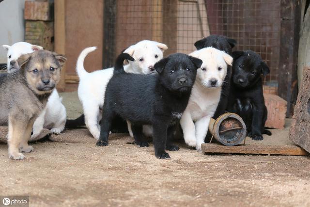 中华田园犬比其他狗身体更健康 5个原因完胜其他狗 网友 服气zt 虎扑