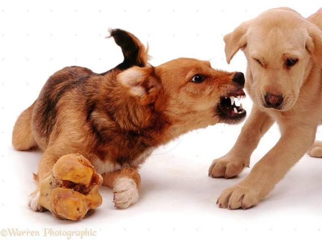 狗狗为什么会护食,是小气还是天性使然? zt_虎扑