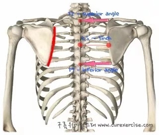 肩胛骨不正 颈肩痛难康复zt 虎扑