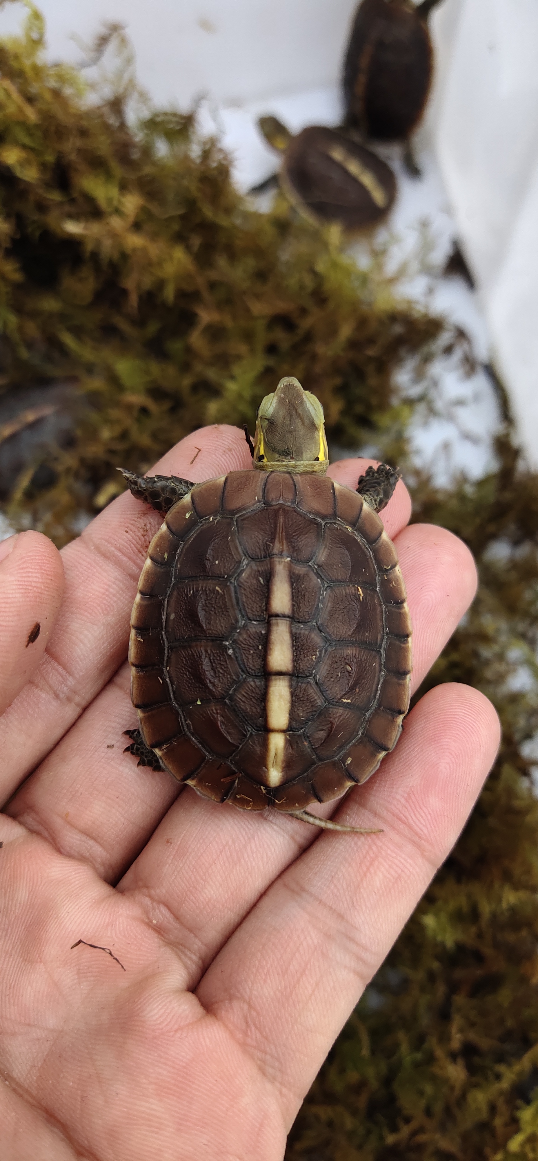 教你怎么挑选龟苗学会这5点你也能挑选好龟苗zt
