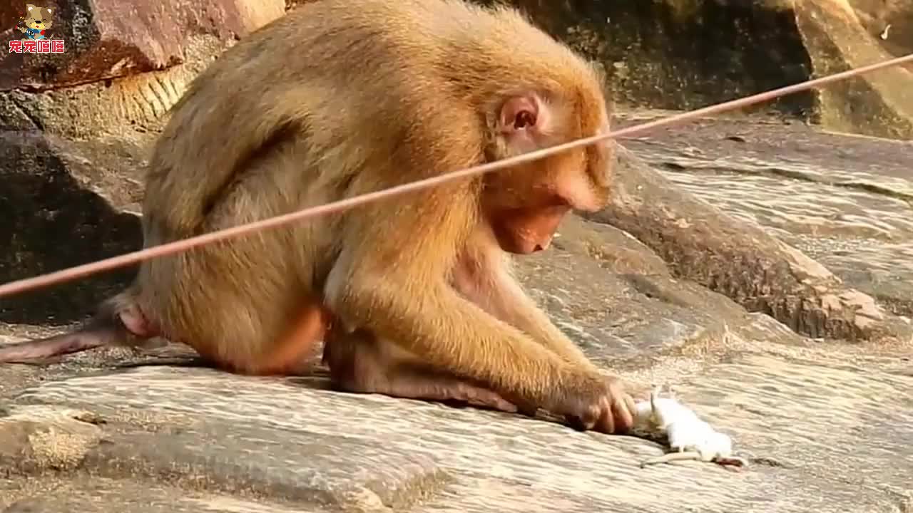 老鼠被一只猴子抓住接下来要崩溃了老鼠这是猴干的事吗zt