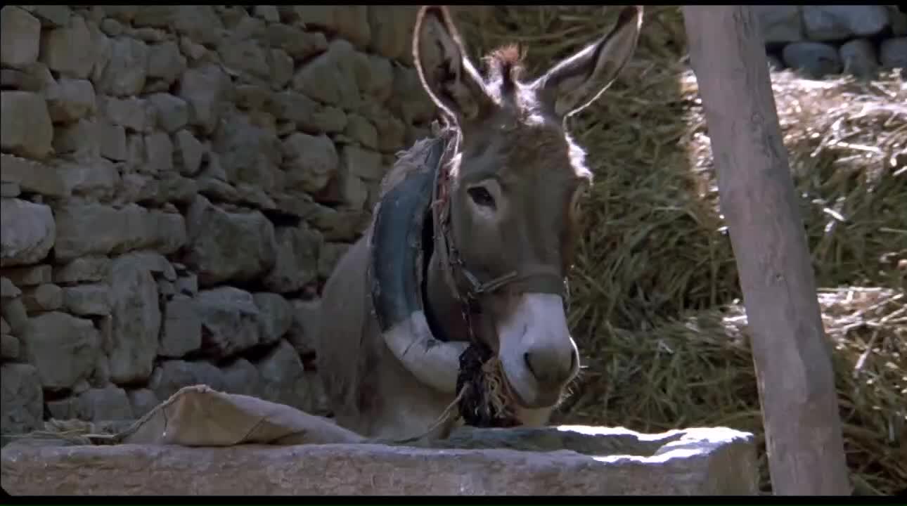 举起手来鬼子为金菩萨进驴圈怎料驴一直放屁直接被熏晕了