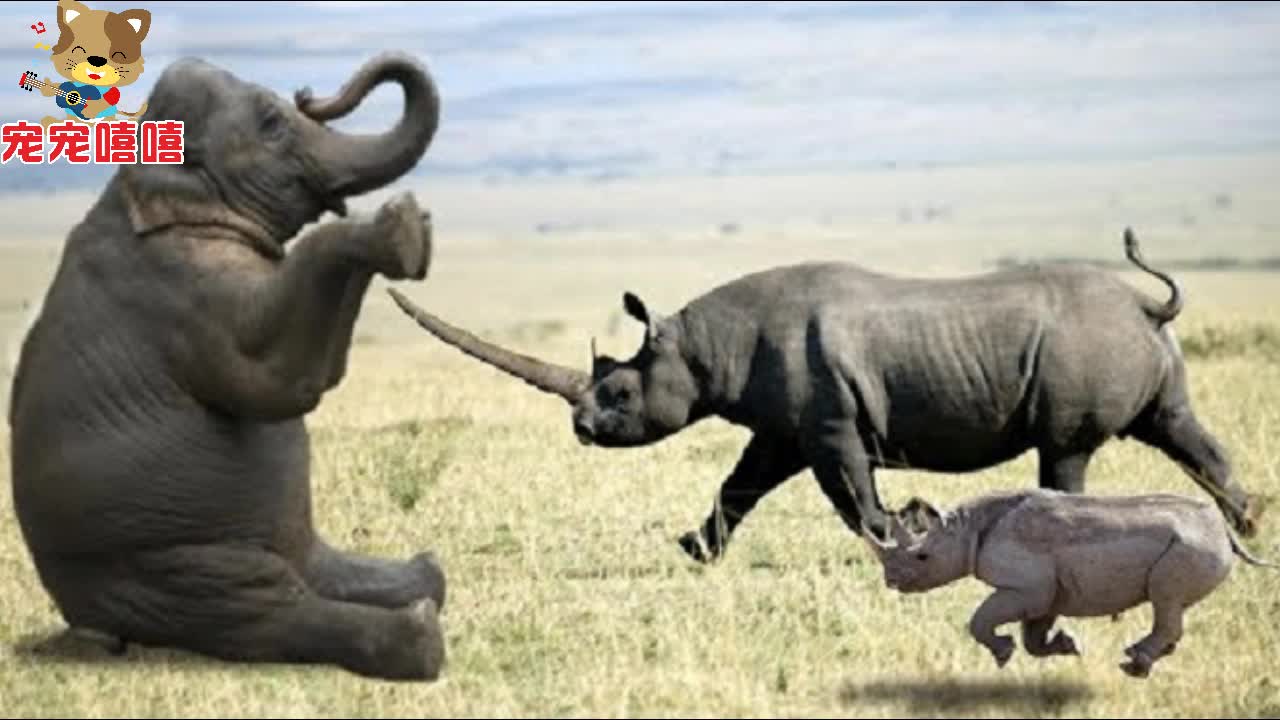 大象大战犀牛图片
