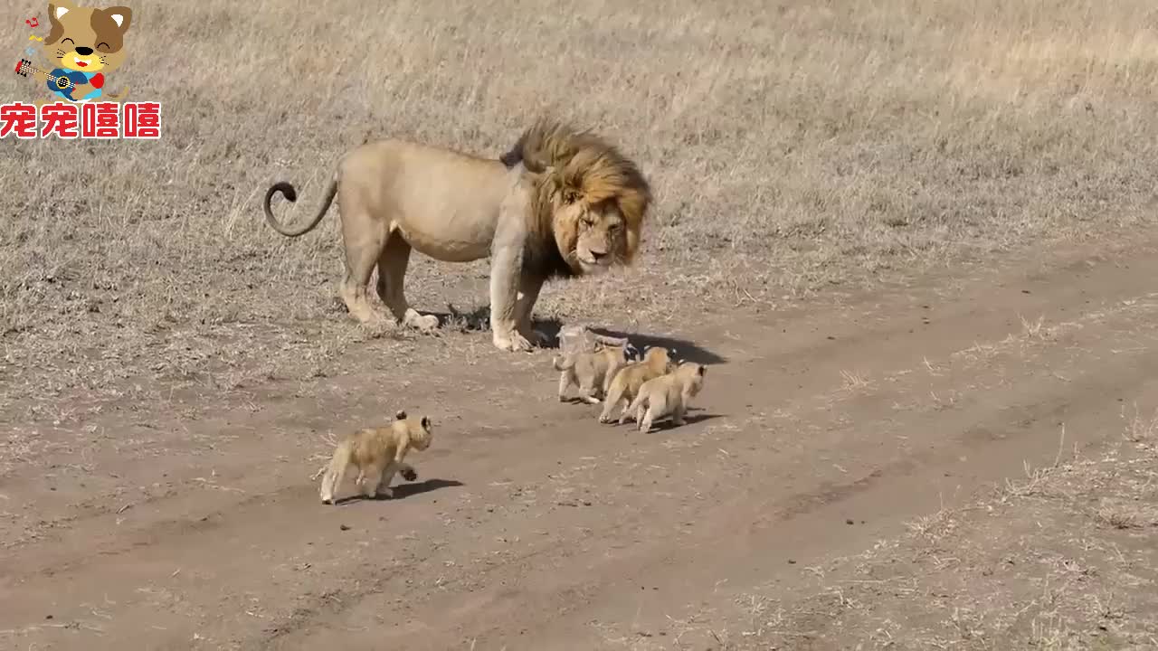 看看这只雄狮是怎么带孩子的简直就是当爹带娃的写照zt