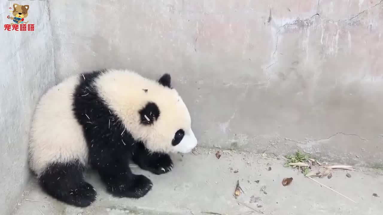 熊猫宝宝躲在墙角生闷气饲养员安慰不成反被打zt