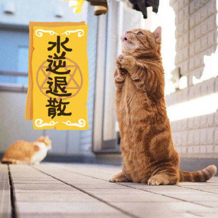 喵喵:水逆退散,好事连连 zt_虎扑
