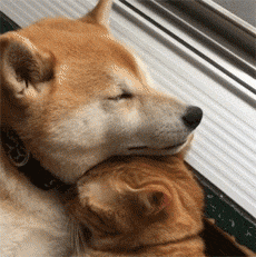 如何哄女孩子睡觉好暖zt