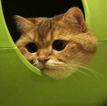 大脸猫的日常zt