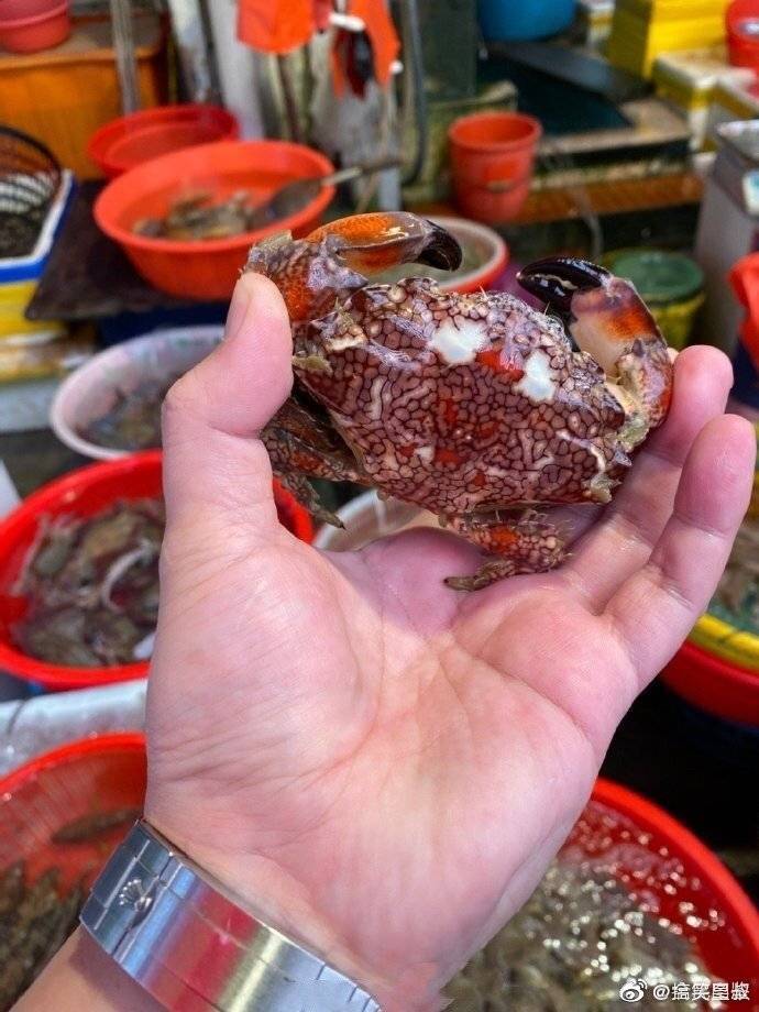 千万记住了,这个就是"全村吃饭蟹",是已知最毒的螃蟹! zt