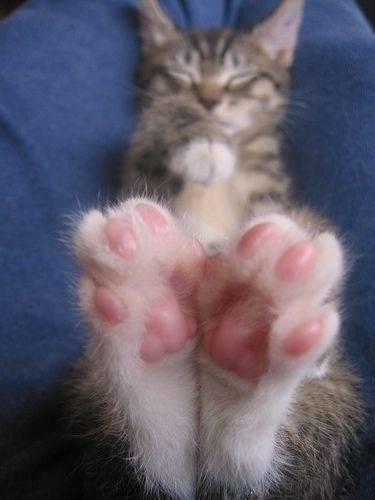 猫让人喜欢的地方是不是肉球垫 虎扑 猫让人喜欢的地方是不是肉球垫 虎扑
