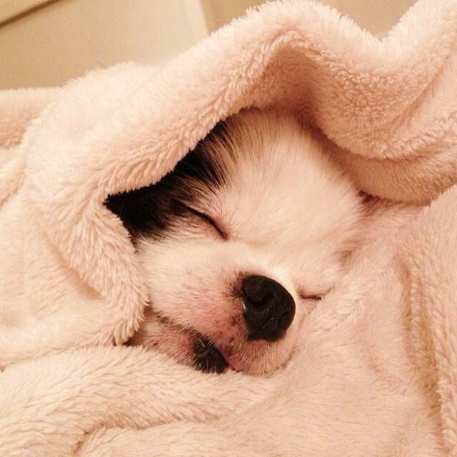 小可爱睡觉的样子 zt