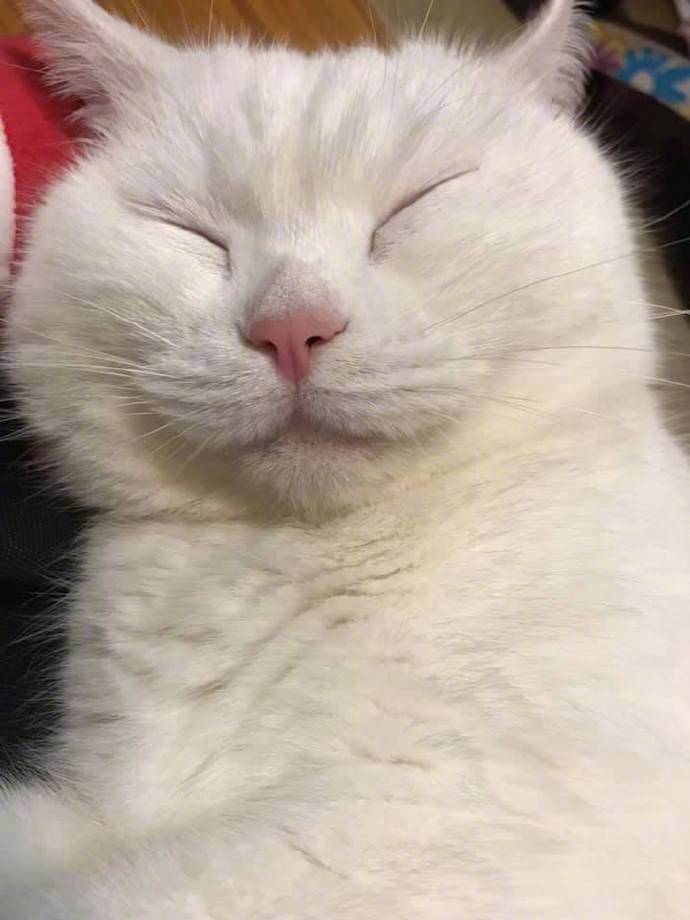这猫和猫仙人原型 Jrs像不像 虎扑 这猫和猫仙人原型 Jrs像不像 虎扑