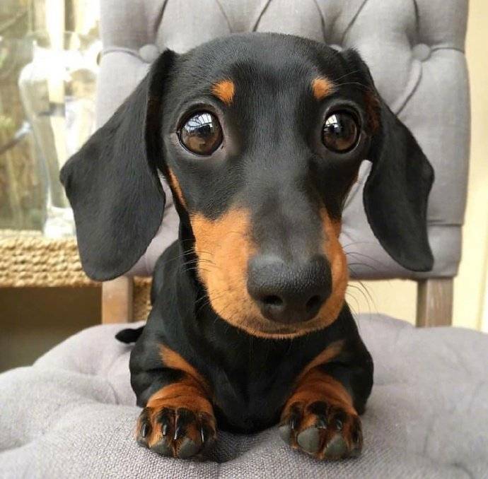 你能抗拒狗狗这样的眼神吗zt