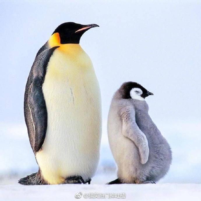 有些企鹅年纪轻轻,其实啤酒肚比老爸还大「搞笑」