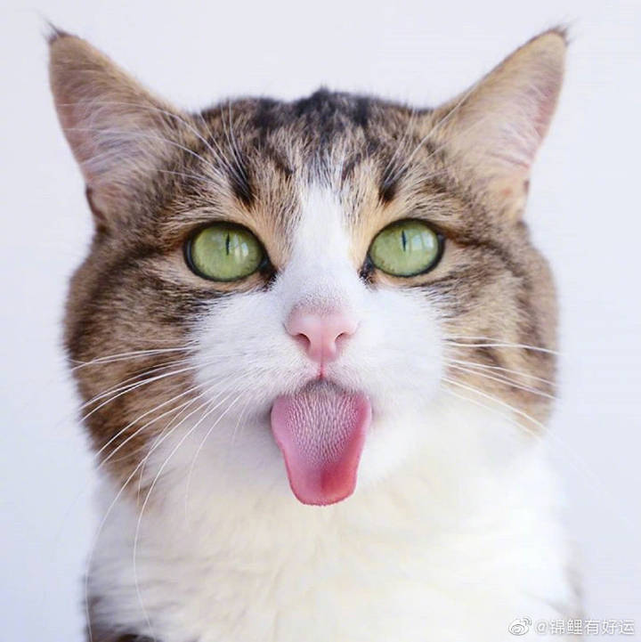 猫咪头像吐舌头图片