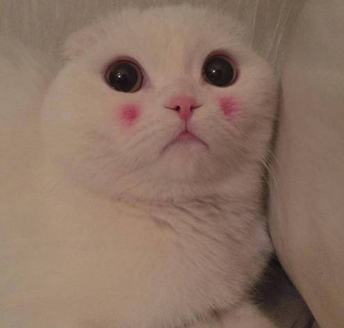 涂了腮红的小白猫好可爱 zt