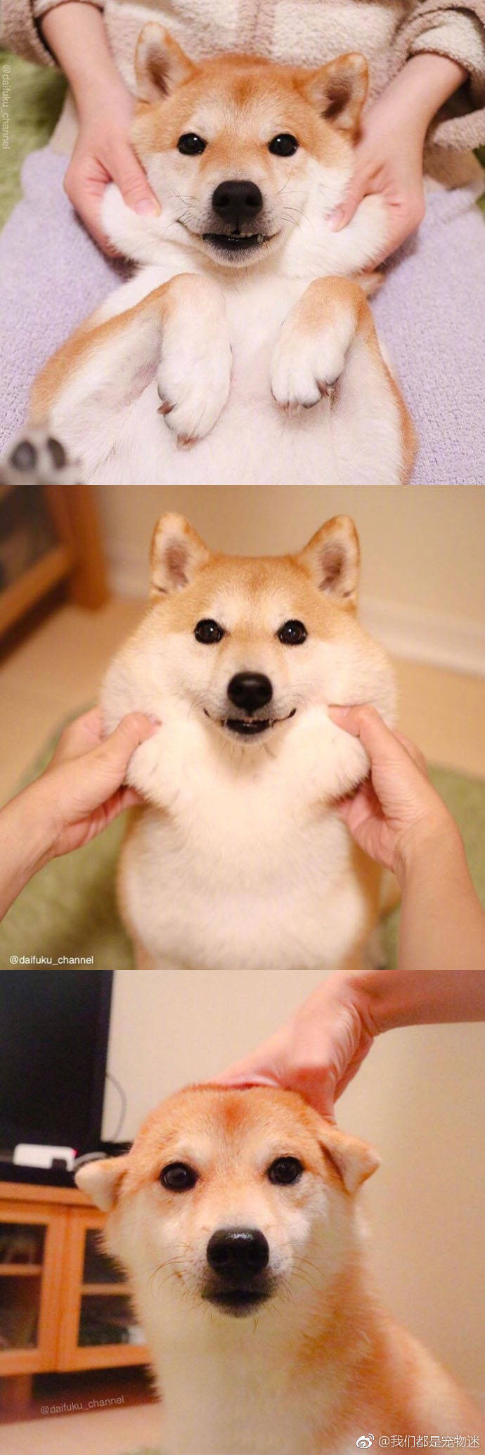 这柴犬宝宝真是要了命了太可爱zt