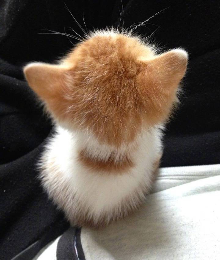 小猫咪的背影,怕是天使吧 zt