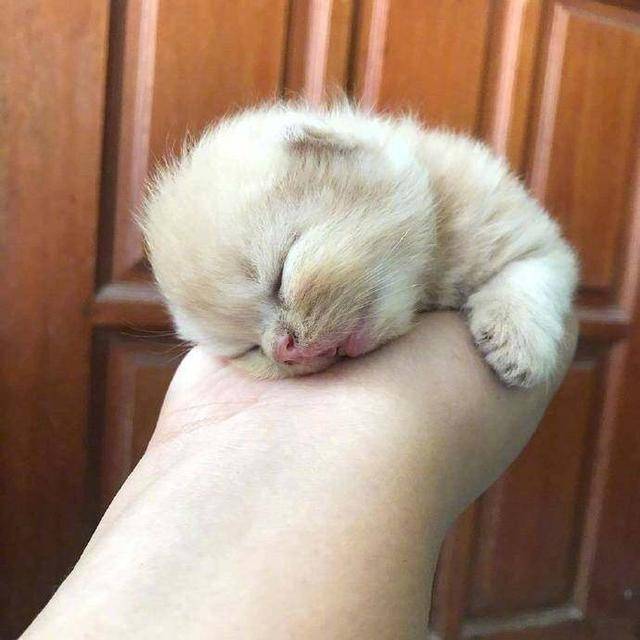 小奶猫趴在手掌上睡着了好萌好小啊zt