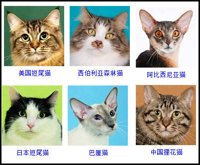 比较全的猫咪品种图例,你最喜欢哪一只? zt