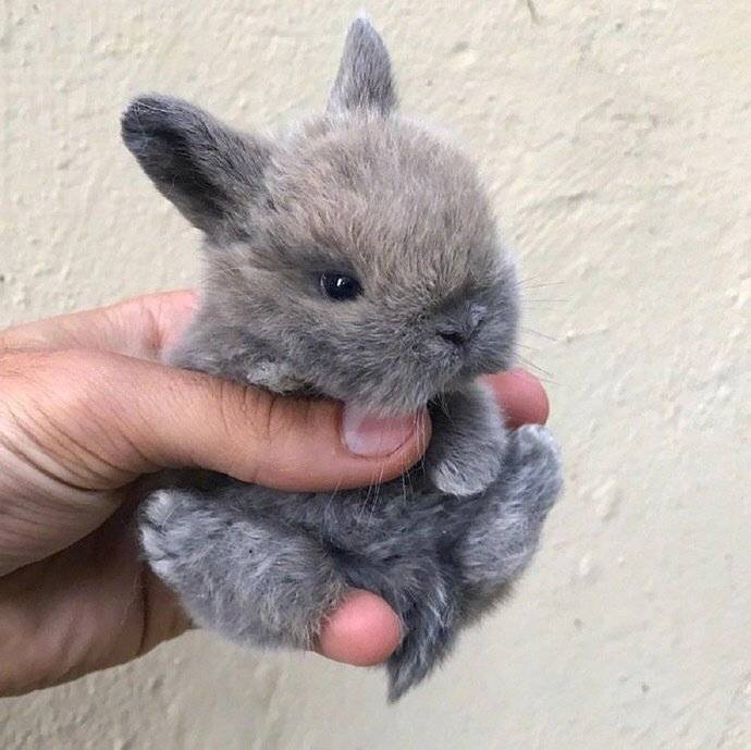 毛茸茸的小兔子你喜欢吗? zt