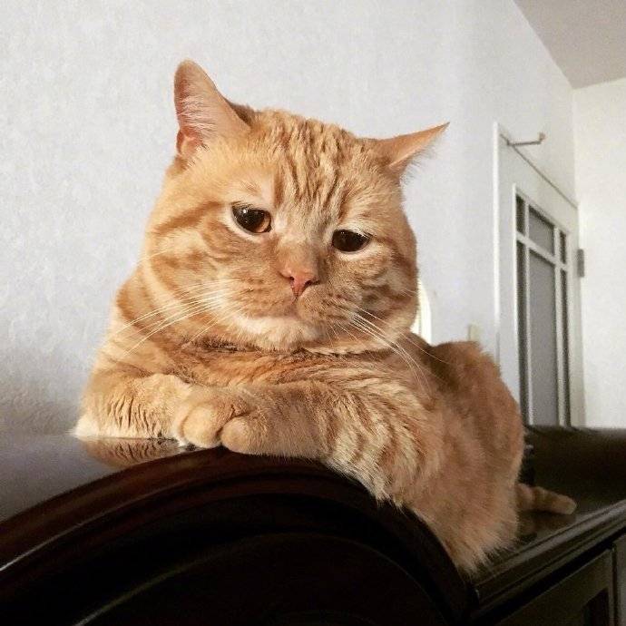 橘猫委屈的小表情像极了上班的各位 zt