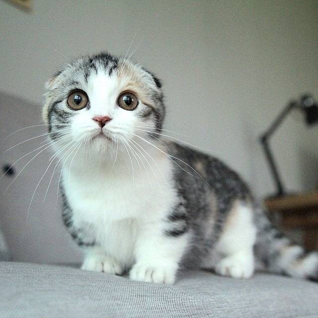 折耳,短腿,,大眼睛,这是我想要的猫咪 zt