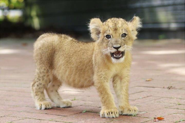 奶里奶气的小狮几们,忍不住都想亲一下 zt_虎扑