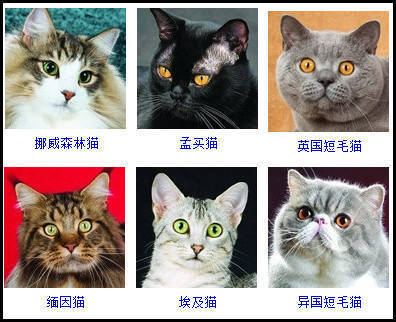 猫的品种排名漂亮图片