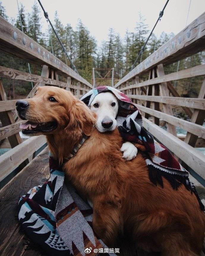 看到这两只狗子是不是觉得暖暖的