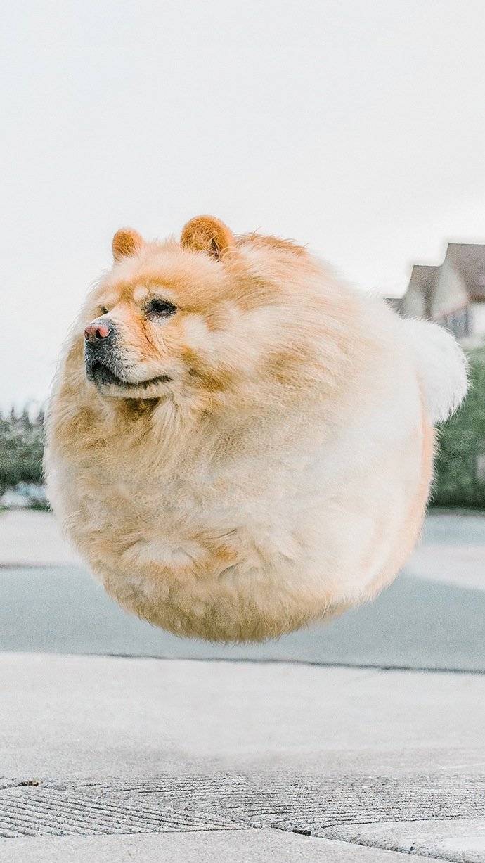 当动物变成了胖子其实也挺萌zt