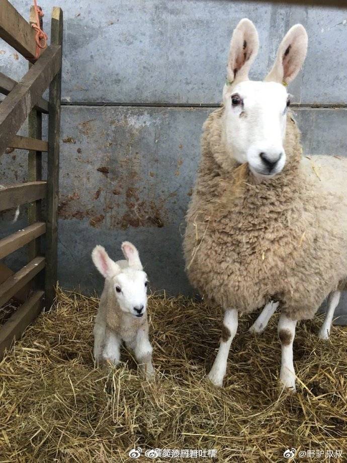长耳朵的羊,这波什么水平? zt