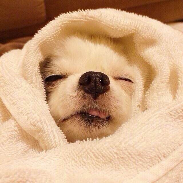 小可爱睡觉的样子 zt