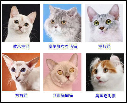 比较全的猫咪品种图例,你最喜欢哪一种?来晒晒你家的猫咪 zt