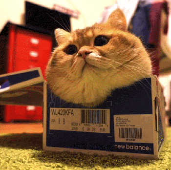 大脸猫的日常zt