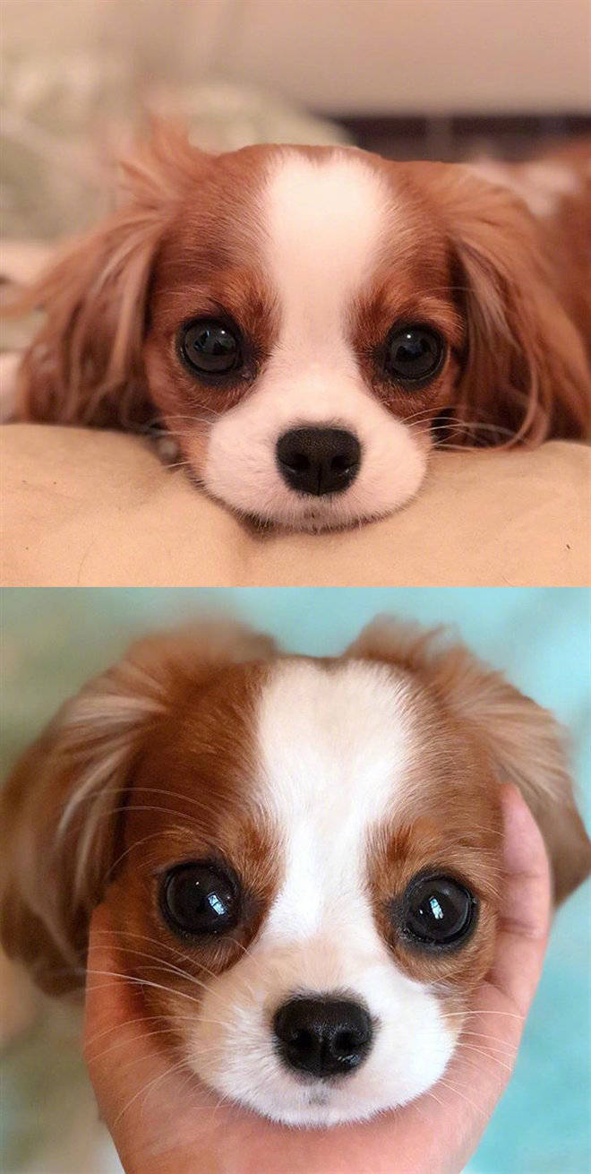 一只颜值爆表的骑士查理王猎犬,可爱炸了! zt