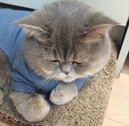 一只胖的都睁不开眼睛的小肥猫zt